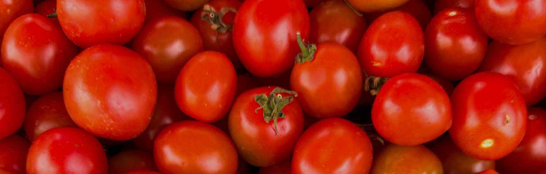 Eine Fülle von reifen, roten Tomaten, die den Fokus auf die hochwertige Tomatenproduktion der Marke Mutti legen