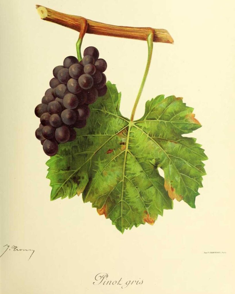 Historische botanische Illustration einer Pinot-Gris-Traube mit grÃ¼nem Blatt â€“ eine kÃ¼nstlerische Darstellung der Rebsorte, aus der der italienische Pinot Grigio gewonnen wird.