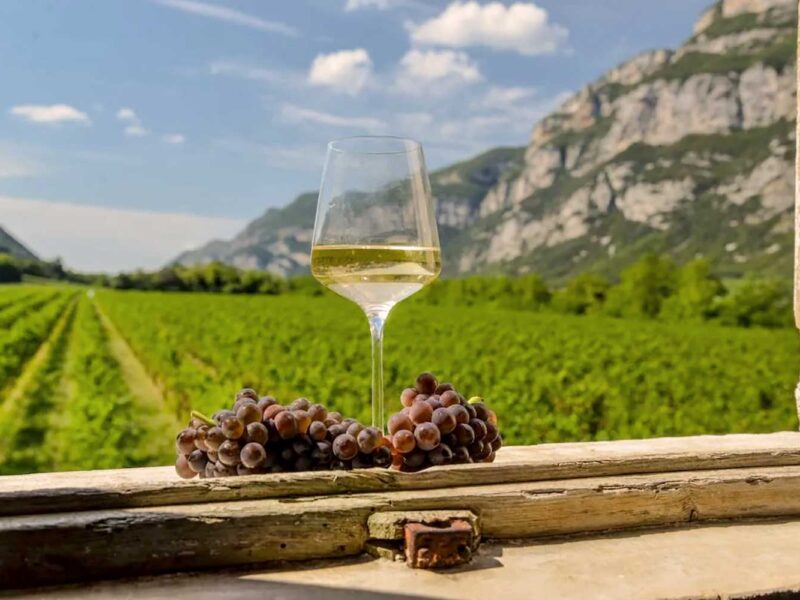 Weinglas mit Pinot Grigio vor einem sonnigen Weinberg in Norditalien, flankiert von Pinot-Gris-Trauben – stimmungsvolles Bild für die Herkunft und Frische des Weins.