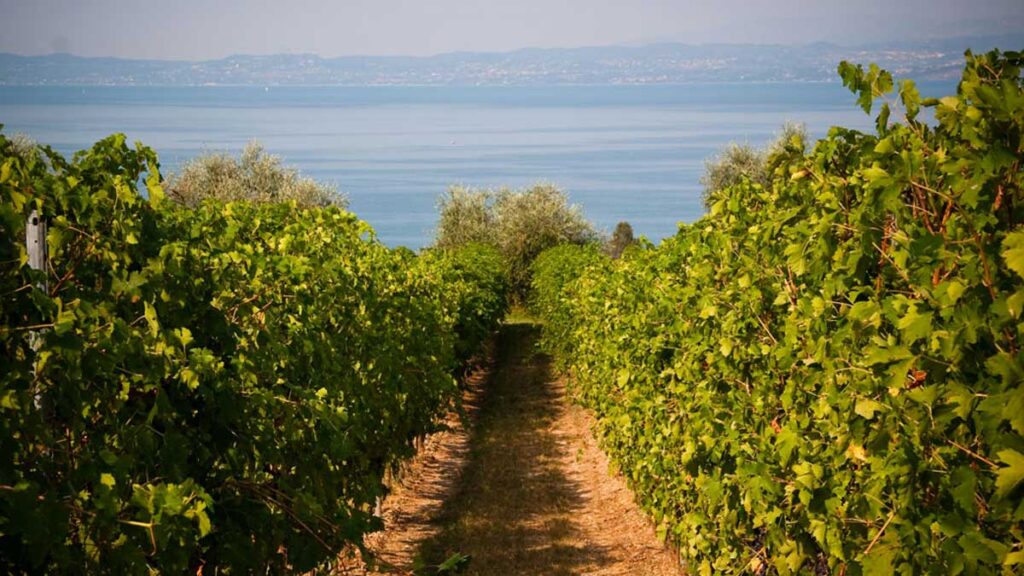 Weinberg mit Blick auf den Gardasee, flankiert von dicht bepflanzten Reben in sommerlicher Landschaft.